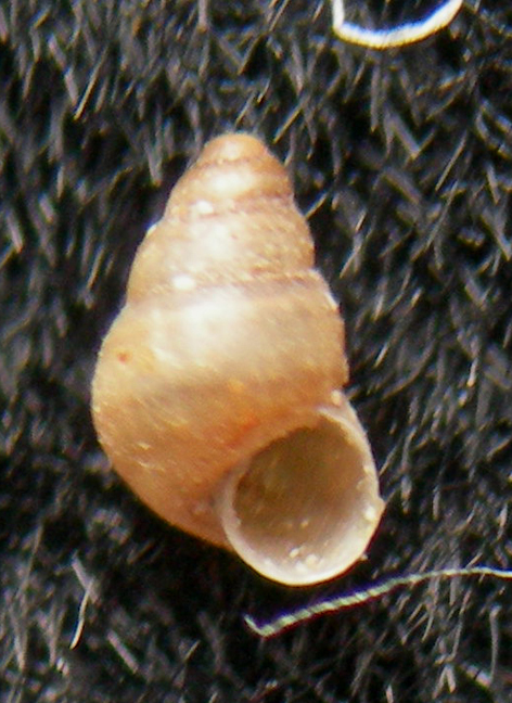 Eatonina cossurae